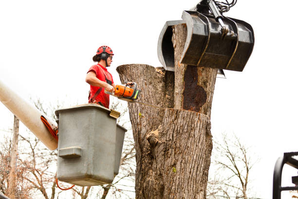 How Our Tree Care Process Works  in  La Habra Heights, CA